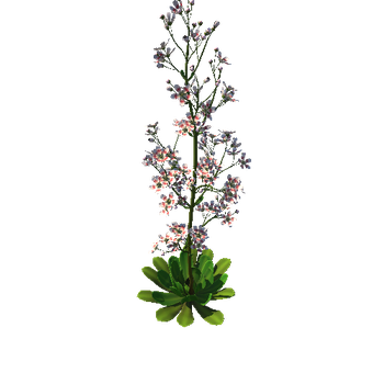 FLower_Saxifraga stolonifera2_1